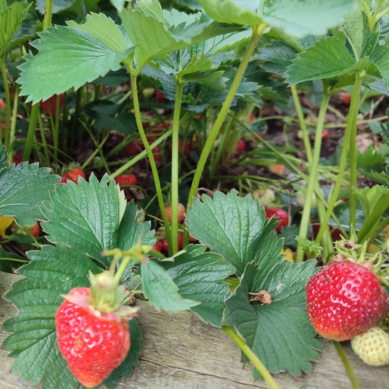 Module 3. Continue Developing Self Care Capabilities - (in person/on line)