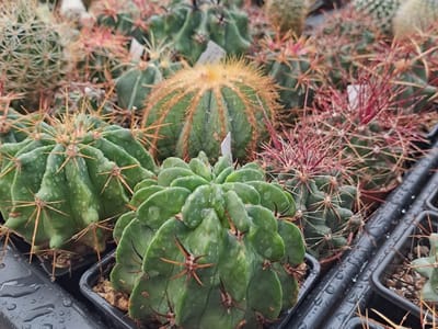 ¿Cuándo regar los cactus? Cuidados básicos para mantenerlos saludables.