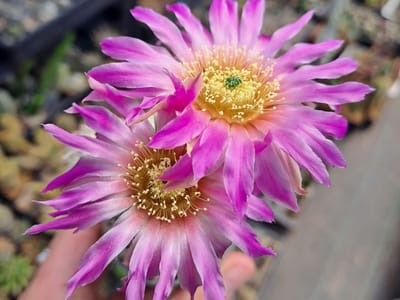 Cactus objetivo, florecer