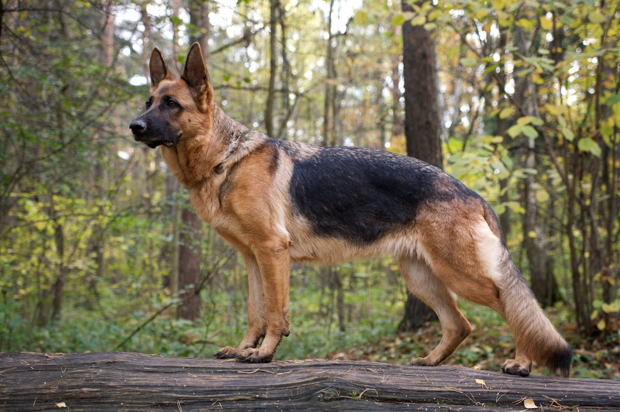 Welcome to the world of German Shepherds