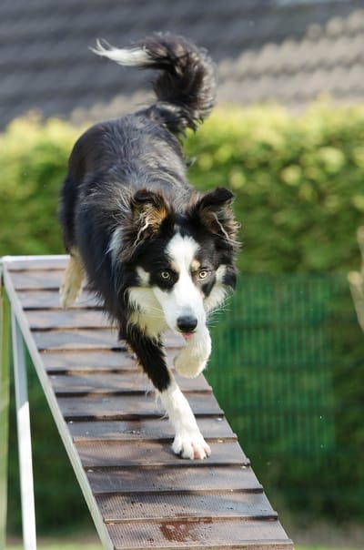 The Role of Structure in Raising a Happy, Balanced Dog