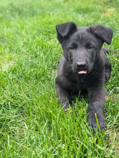 10 Essential Tips for a Happy Puppy Homecoming