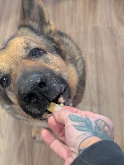 🥩 Homemade Dehydrated Meat Training Treats