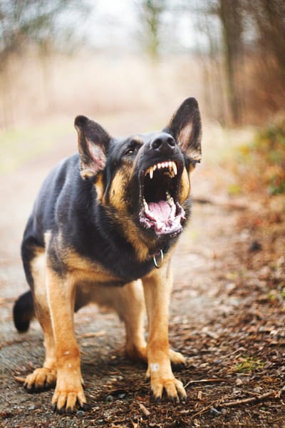 Understanding Reactive-Impulsive Aggressive Behavior in Dogs