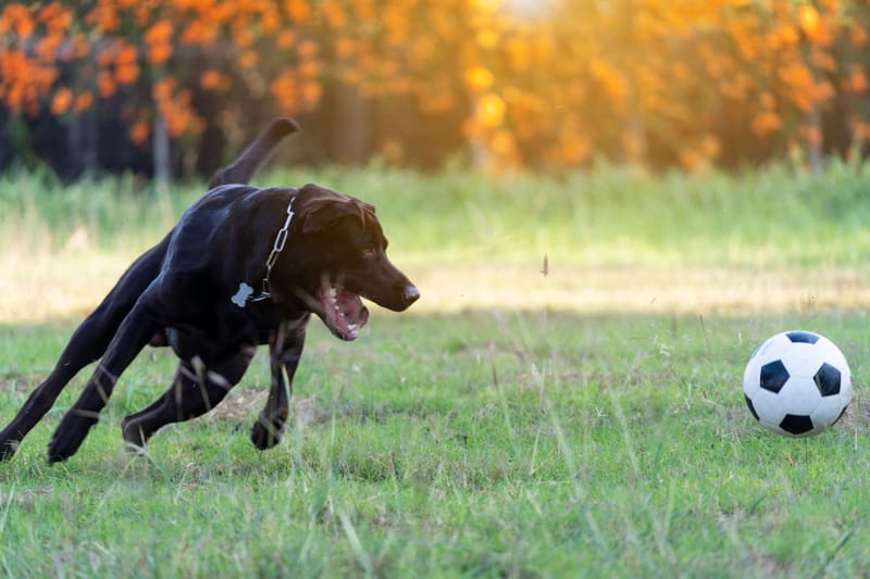 Personalized Dog Training