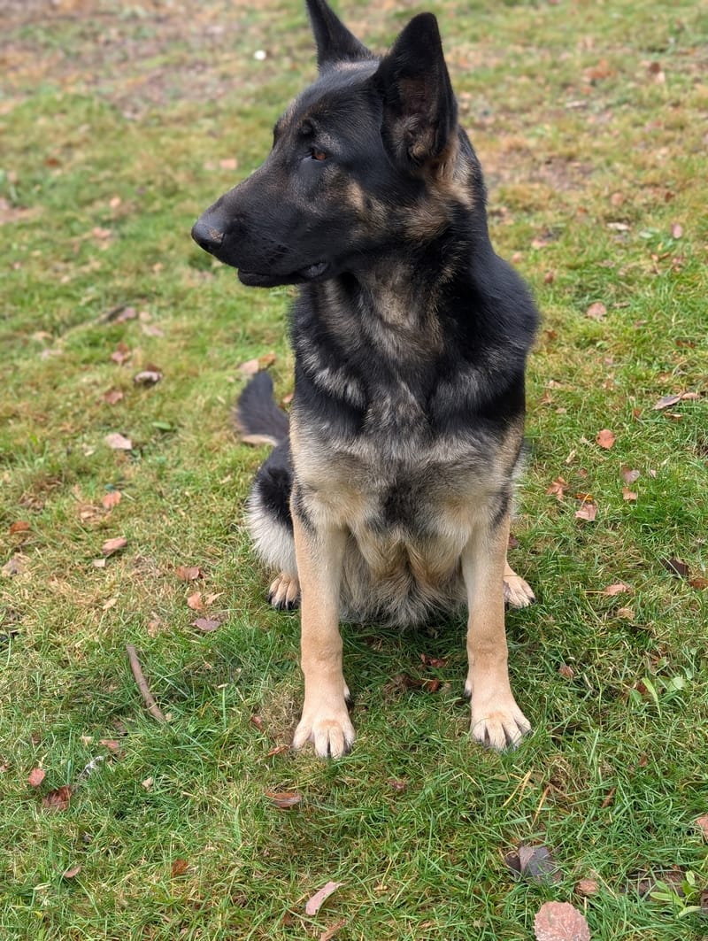 Sascha & Loki - Delivered November 16th, 2024