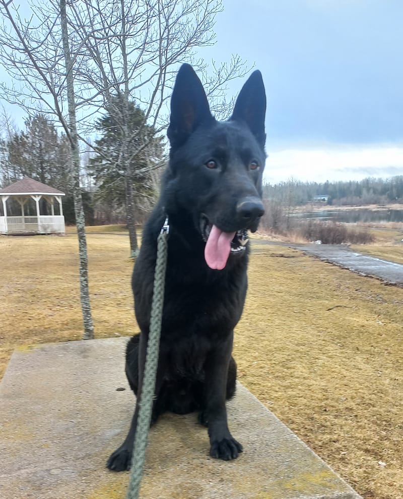 Sascha & Loki - Delivered November 16th, 2024