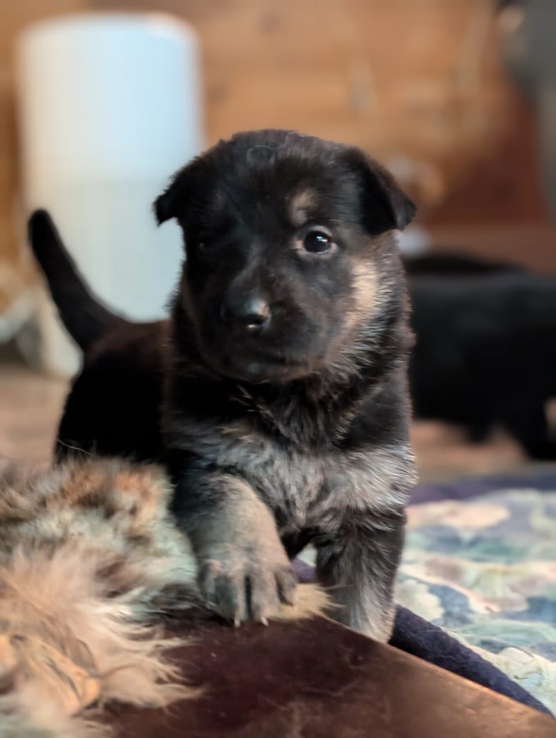 Sascha & Loki - Delivered November 16th, 2024