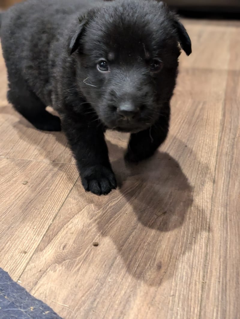 Sascha & Loki - Delivered November 16th, 2024