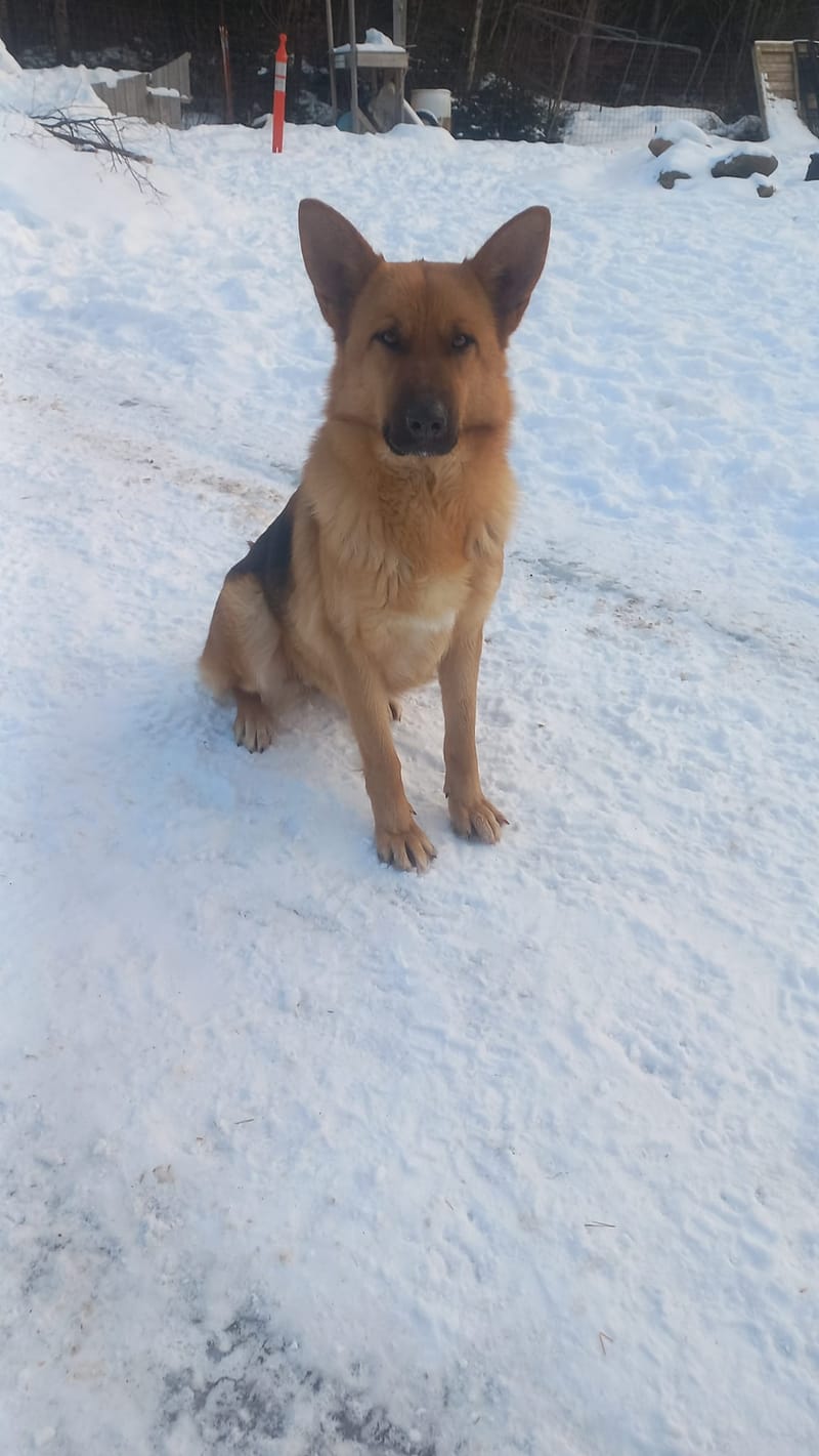 🐾 Litter Announcement 🐾