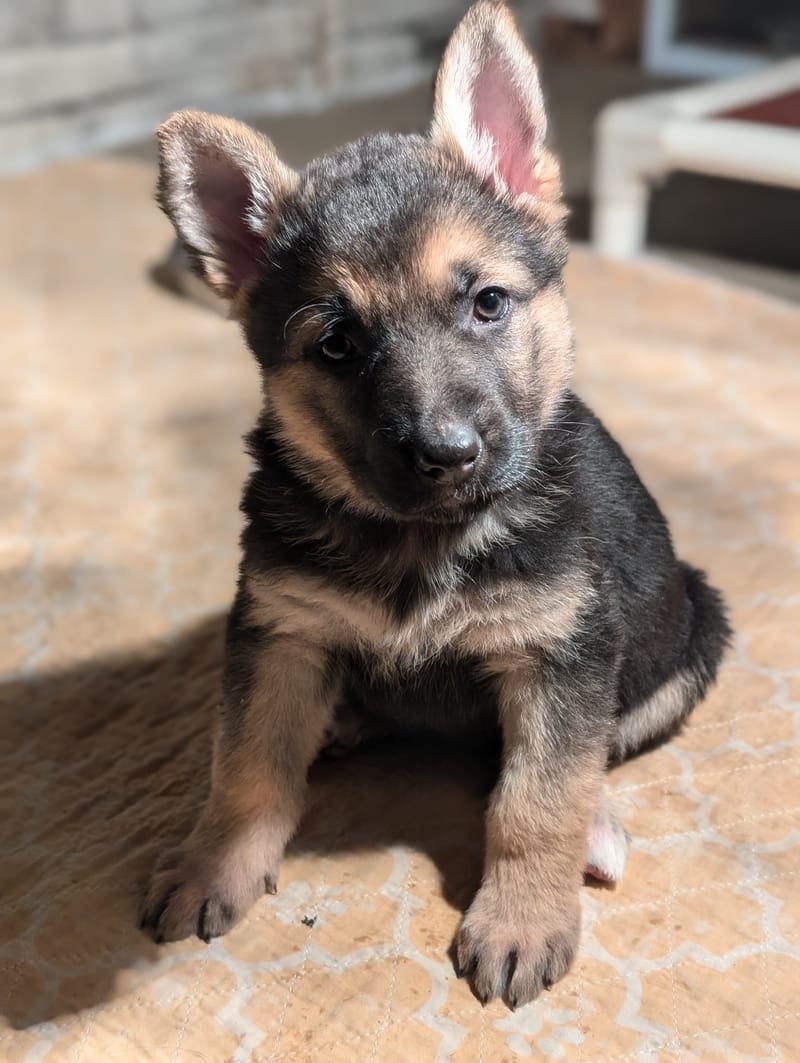 Sascha & Loki - Delivered November 16th, 2024