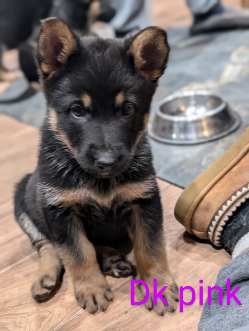 🐾 Litter Announcement 🐾