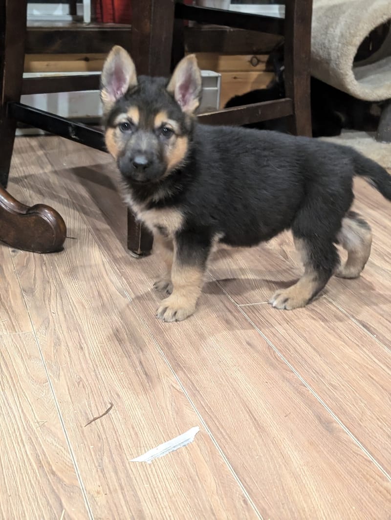 🐾 Litter Announcement 🐾