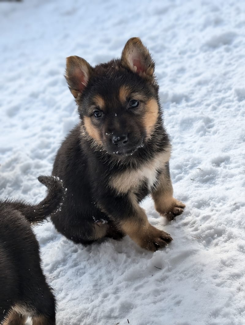 🐾 Litter Announcement 🐾