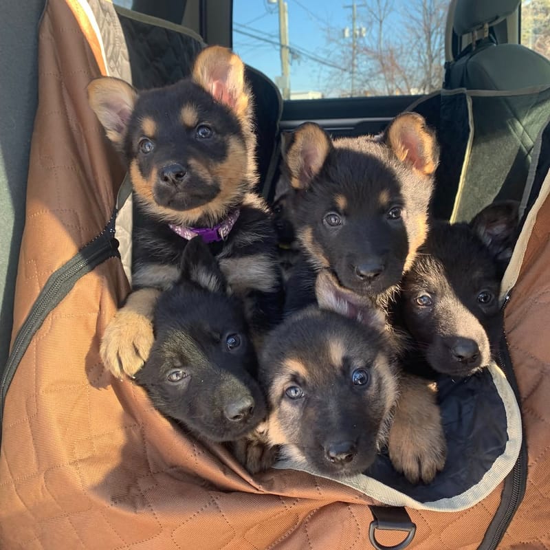 Your Puppy Starter Guide