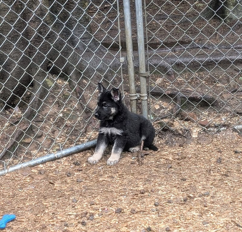 Tamaska and Loki Litter March 24th, 2025