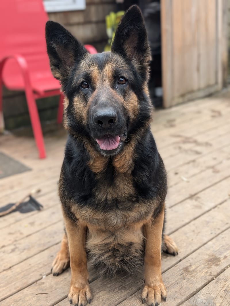 Nora and Loki Litter - May 25, 2025