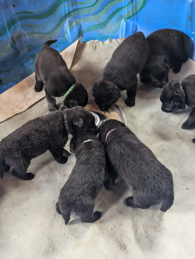 Nora and Loki Litter - May 25, 2025