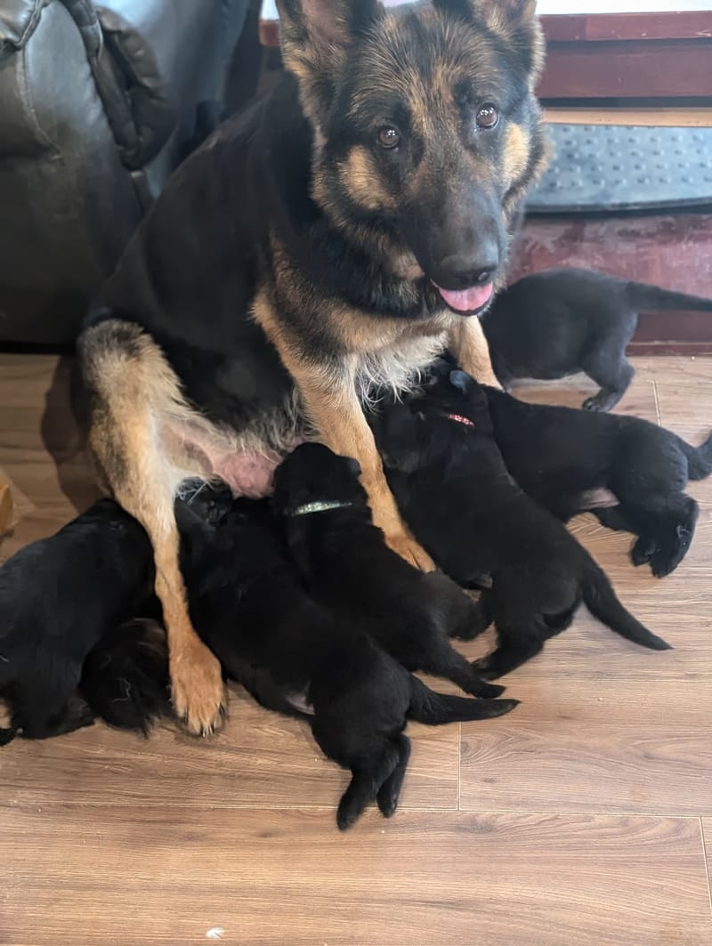 Nora and Loki Litter - May 25, 2025