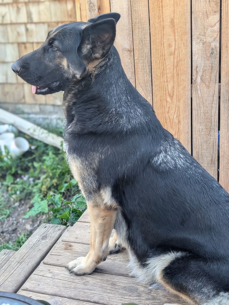 Sascha & Loki - Delivered November 16th, 2024