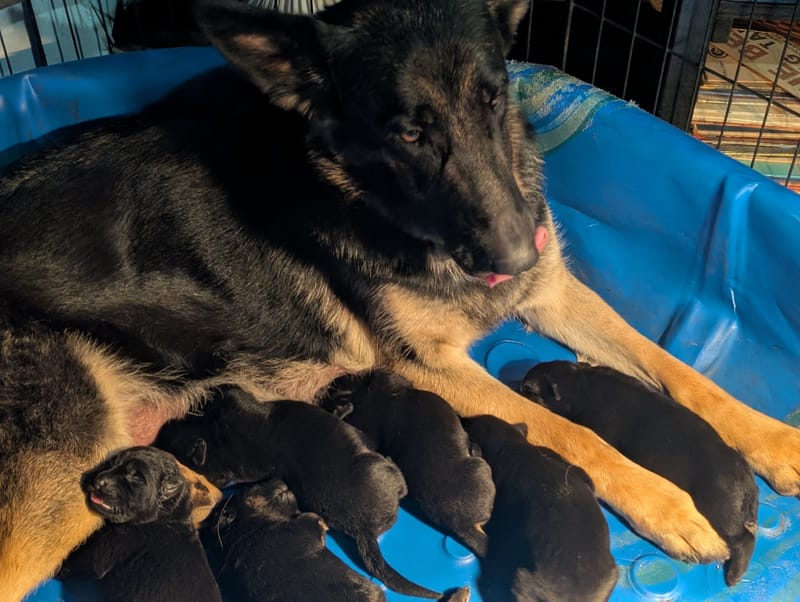 Sascha and Loki 2026