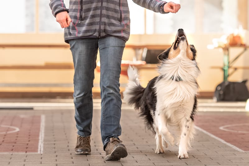 Basic Obedience Training