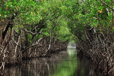 Natural and man-induced changes in a tidal channel mangrove systemunder tropical semiarid climate at the entrance of the Maracaibo lake(Western Venezuela)