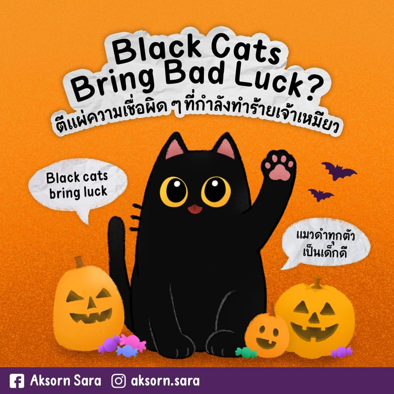 Black cats bring bad luck? ตีแผ่ความเชื่อผิด ๆ ที่กำลังทำร้ายเจ้าเหมียว