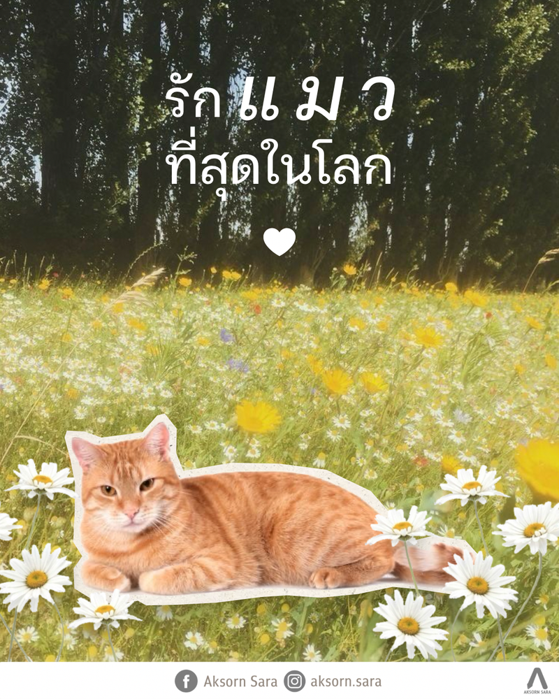 รักแมวที่สุดในโลก