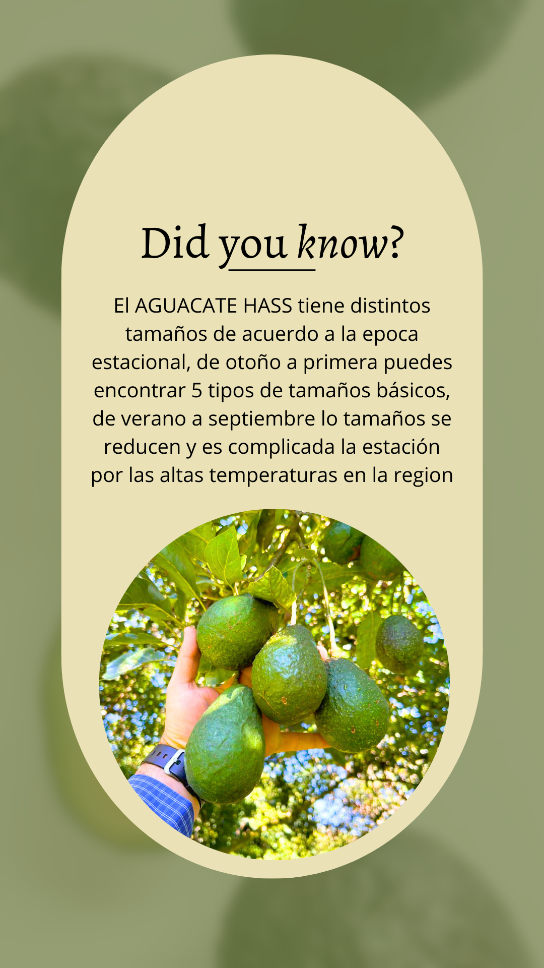 aguacatehass