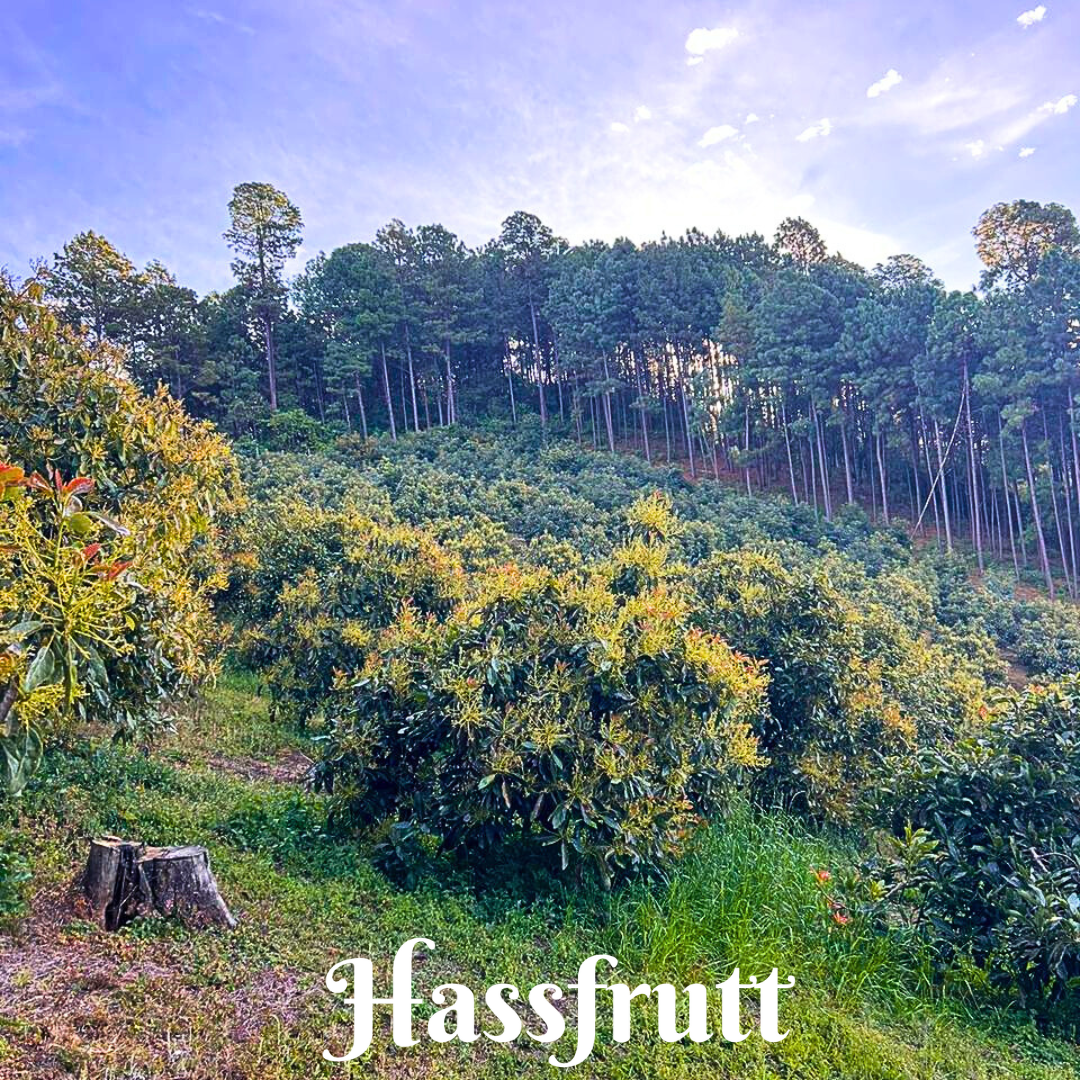 hassfrutt