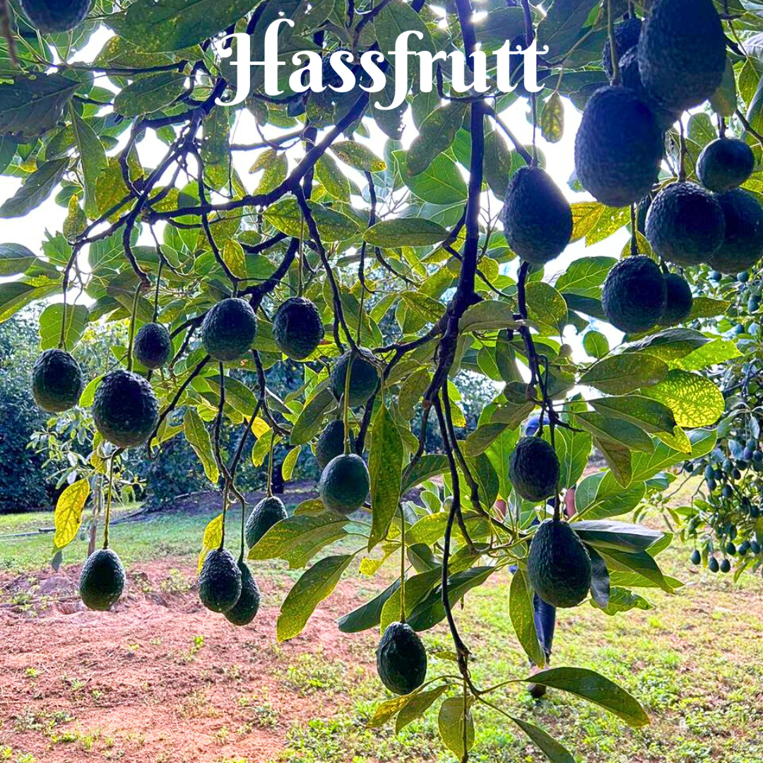 arbol aguacate