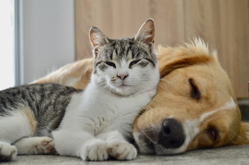 Animais