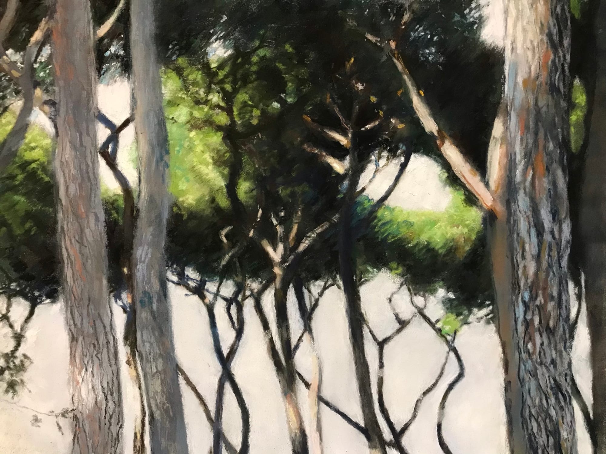 Italian Pines