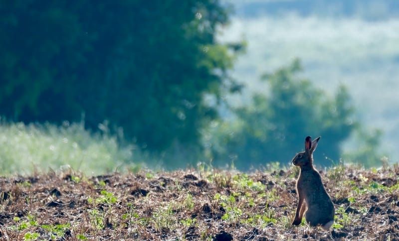 Rencontres matinales