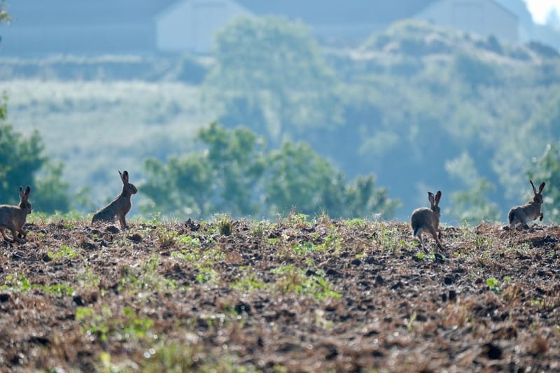 Rencontres matinales
