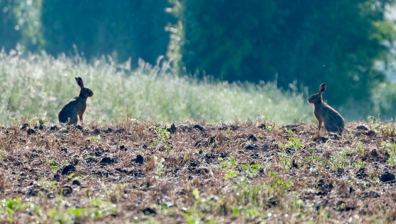 Rencontres matinales