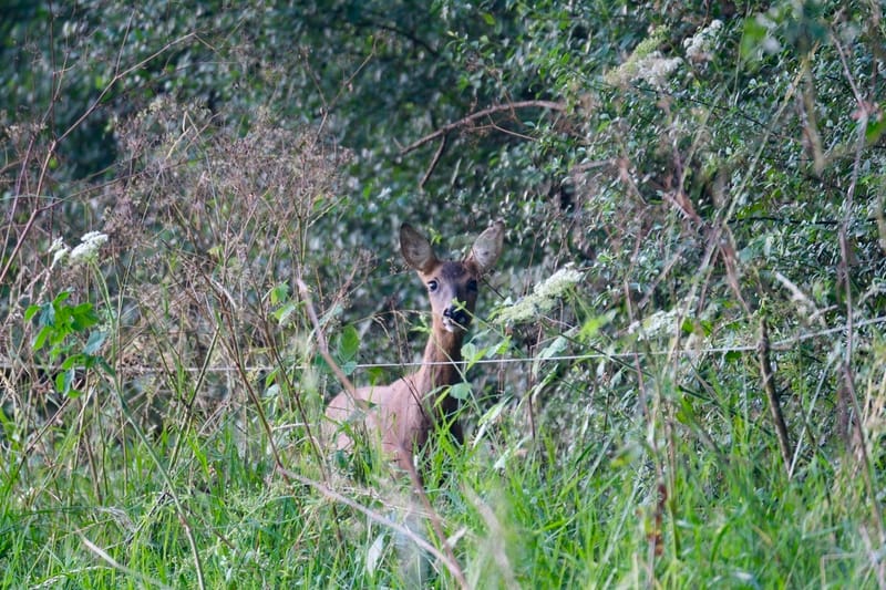 Rencontres matinales