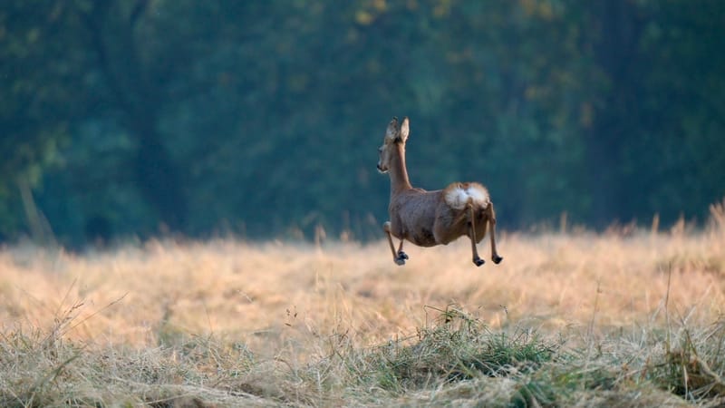 Rencontres matinales