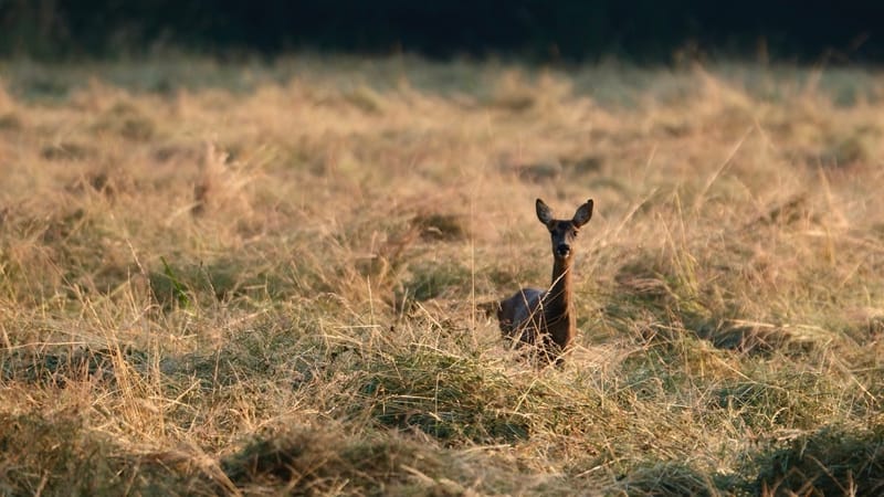 Rencontres matinales