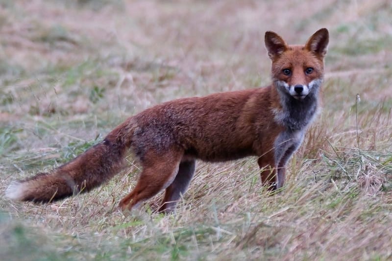 Rencontres matinales