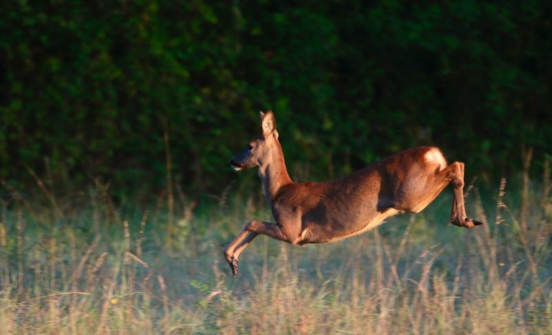 Rencontres matinales