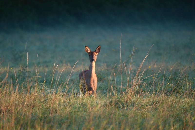 Rencontres matinales