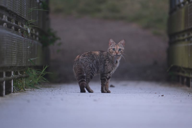 Rencontres matinales