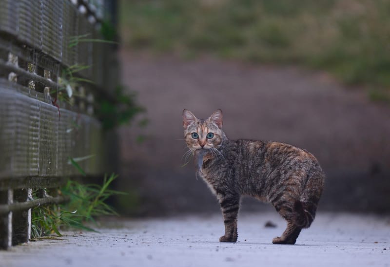 Rencontres matinales