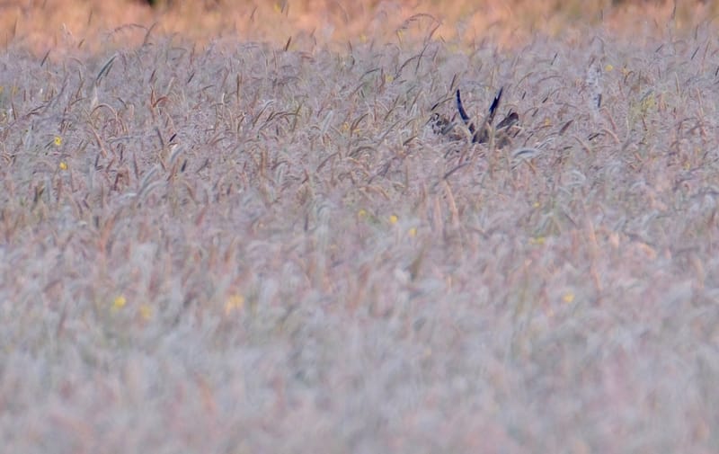 Rencontres matinales