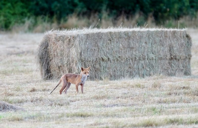 Rencontres matinales