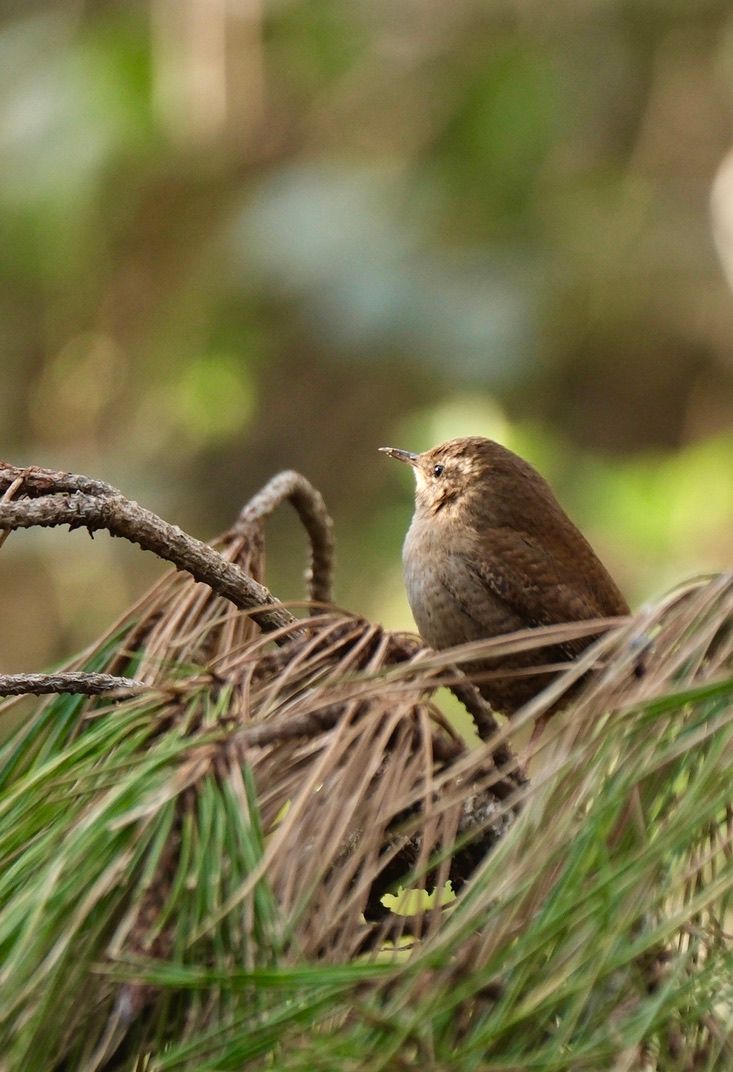 Oiseaux de France