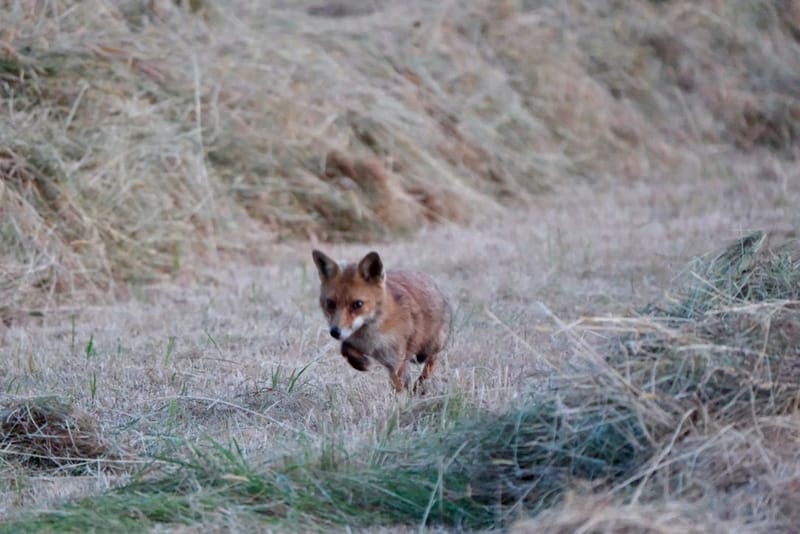 Rencontres matinales