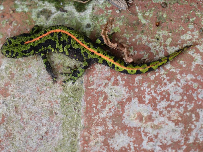 Rencontres matinales